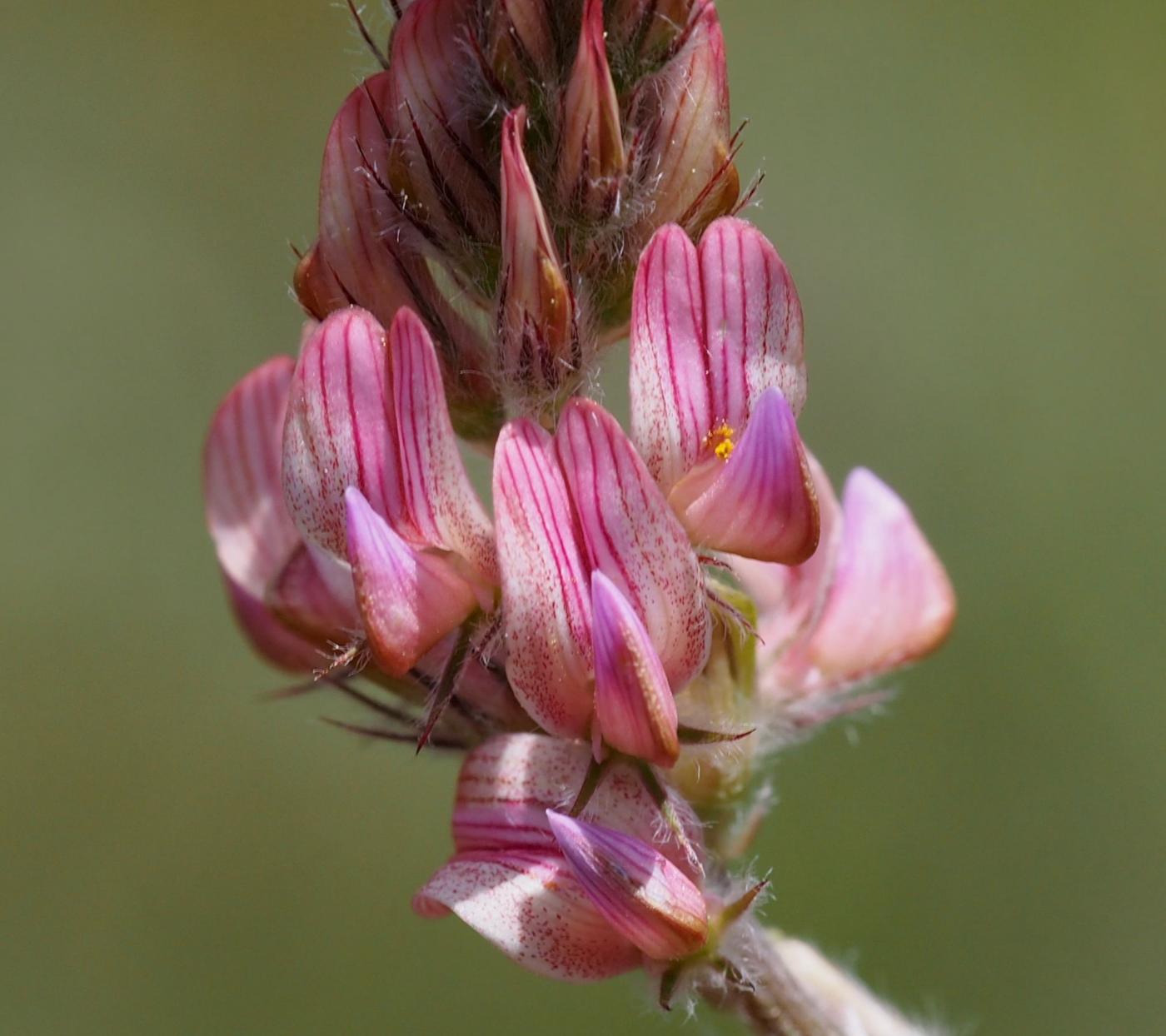 Sainfoin, (Wild) flower
